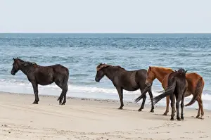 Animal Theme Prints: Wild mustangs (banker horses) (Equus ferus caballus) in Currituck National Wildlife Refuge