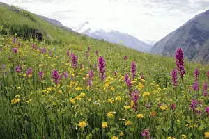 Grow Prints: Wild orchids flowering in a meadow in the Himalayas south of Keylong