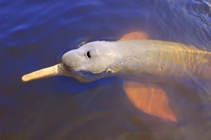 Swim Prints: Wild pink Amazon River dolphin, Amazon River, Brazil, South America
