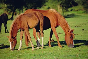 Eating Prints: Wild ponies grazing, New Forest, Hampshire, England