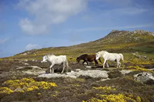 Wild ponies grazing on St. Davids Head in spring sunshine, Pembrokeshire National Park