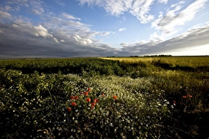 Poppy Prints: Wild poppies in an open field in Norfolk, England, United Kingdom, Europe