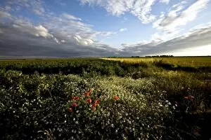 Wild poppies in an open field in Norfolk, England, United Kingdom, Europe