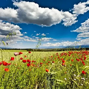 Poppy Prints: Wild poppies (Papaver rhoeas) and wild grasses in front of Sierra Nevada mountains