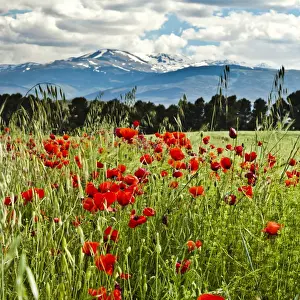 Wild poppies (Papaver rhoeas) and wild grasses in front of snow capped Sierra Nevada mountains, Andalucia, Spain, Europe