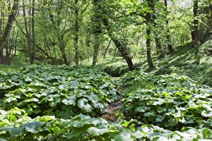 Wild Rhubarb in Macintosh Park, Knaresborough, Yorkshire, England, United Kingdom, Europe