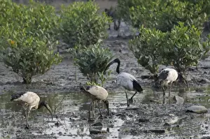 Taiwan Prints: Wild Sacred ibis (Threskiornis aethiopicus) on mangrove swamp mudflats, Guandu, Taiwan