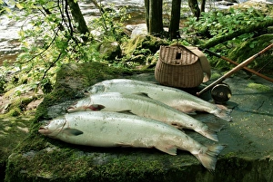 Fishing Prints: Wild salmon by the River Braan at Dunkeld