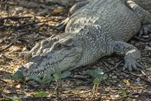 Kimberley Prints: Wild saltwater crocodile (Crocodylus porosus) on the banks of the Hunter River