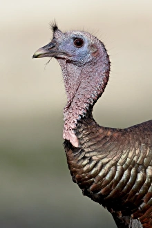 Images Dated 5th April 2010: Wild turkey (Meleagris gallopavo) gobbler, Chiricahuas, Coronado National Forest