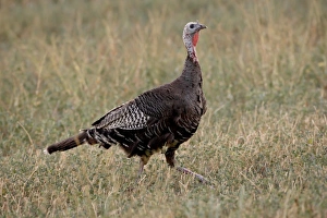 Images Dated 22nd August 2008: Wild turkey (Meleagris gallopavo) hen, Stillwater County, Montana, United States of America