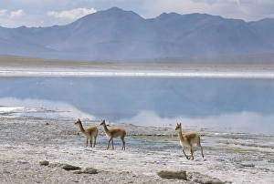 Vicuna Prints: Wild vicunas on borax mineral flats, Laguna Verde, with mineral flat margin