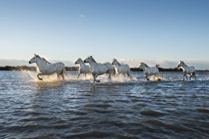 On The Move Prints: Wild white horses running through water, Camargue, France, Europe