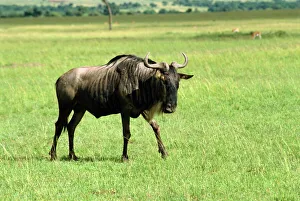 Kenya Prints: Wildebeest