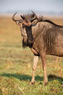 The wildebeest (Connochaetes taurinus), a large antelope found over much of the Kafue National Park, Zambia, Africa