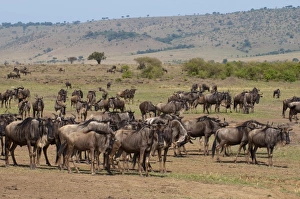 Wildebeest (Connochaetes taurinus), Masai Mara, Kenya, East Africa, Africa