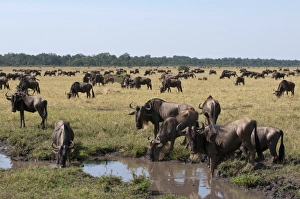Wildebeest (Connochaetes taurinus), Masai Mara, Kenya, East Africa, Africa