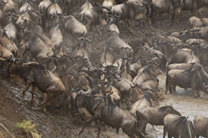 Wildebeest (Connochaetes taurinus), Masai Mara, Kenya, East Africa, Africa