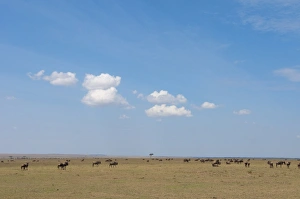 Wildebeest (Connochaetes taurinus), Masai Mara, Kenya, East Africa, Africa