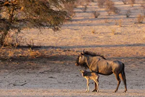 Wildlife Reserve Prints: Wildebeest (Connochaetes taurinus) with calf, Kgalagadi Transfrontier Park, South Africa