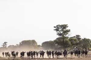 Wildlife Reserve Prints: Wildebeest (Connochaetes taurinus) herd, Kgalagadi Transfrontier Park, South Africa