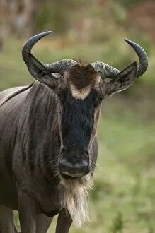 Images Dated 7th October 2009: Wildebeest (Connochaetes taurinus), Masai Mara, Kenya, East Africa, Africa