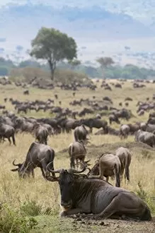 Large Group Of Animals Gallery: Wildebeest (Connochaetes taurinus), Masai Mara, Kenya, East Africa, Africa