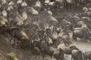 Images Dated 5th October 2009: Wildebeest (Connochaetes taurinus), Masai Mara, Kenya, East Africa, Africa