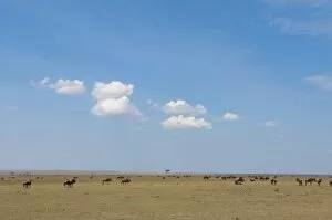 Images Dated 4th October 2009: Wildebeest (Connochaetes taurinus), Masai Mara, Kenya, East Africa, Africa