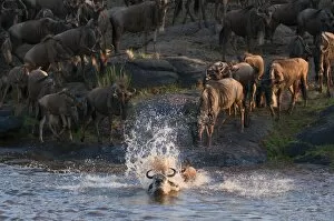 Images Dated 7th October 2009: Wildebeest crossing Mara River during annual migration, Masai Mara, Kenya