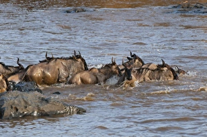 Images Dated 8th October 2009: Wildebeest crossing Mara River during annual migration, Masai Mara, Kenya