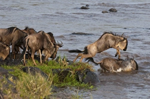 Images Dated 8th October 2009: Wildebeest crossing Mara River during annual migration, Masai Mara, Kenya