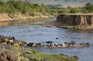 Images Dated 8th October 2009: Wildebeest crossing Mara River during annual migration, Masai Mara, Kenya