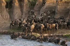 Large Group Of Animals Gallery: Wildebeest crossing Mara River during annual migration, Masai Mara, Kenya