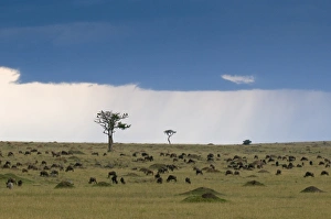 Images Dated 3rd October 2008: Wildebeest migration (Connochaetes taurinus), Masai Mara National Reserve