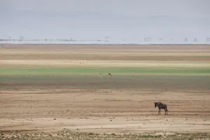 Stripe Prints: Wildebeest on the stripes of a salt flat in Amboseli National Park, Kenya, East Africa