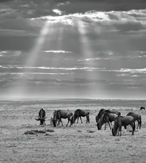 Savannah Prints: Wildebeests (Connochaetes) (gnu) grazing on grass in the Maasai Mara
