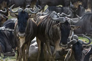 Serengeti Prints: Wildebeests (Connochaetes taurinus), Ndutu, Ngorongoro Conservation Area, Serengeti