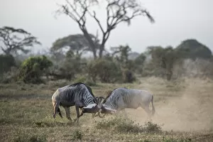Dust Gallery: Wildebeests locking horns at Amboseli National Park, Kenya, East Africa, Africa