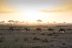 Wildebeests Prints: Wildebeests at sunset in Amboseli National Park, Kenya, East Africa, Africa