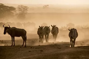 Dust Gallery: Wildebeests and zebras on the move at dusk across the dusty landscape of Amboseli