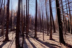 Resilience Prints: Wildfire aftermath at Grand Canyon North Rim in Arizona shows charred trees