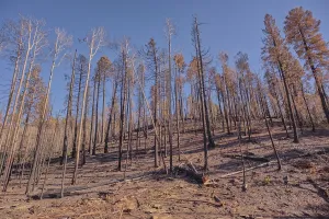 Loss Prints: Wildfire aftermath shows devastation at Grand Canyon North Rim in Arizona