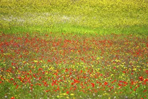 Gardening Prints: A wildflower meadow in Kent, England, United Kingdom, Europe