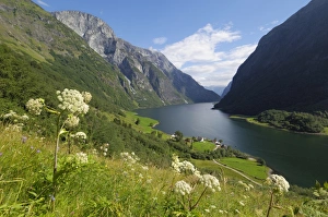 Northern Europe Prints: Wildflower meadow overlooking Naeroyfjorden