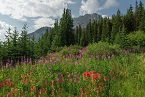 Rugged Terrain Prints: Wildflowers in an alpine meadow