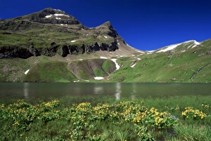 Bern Prints: Wildflowers beside the Bachalpsee in spring
