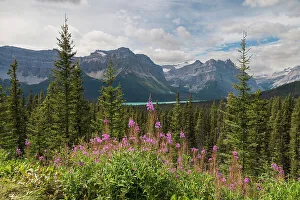 Fireweed Prints: Wildflowers, fireweed (willowherb) near Bow Lake