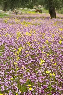 Wildflowers, near Halawa, Jordan, Middle East