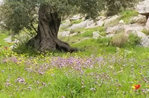 Wildflowers and olive tree, near Halawa, Jordan, Middle East